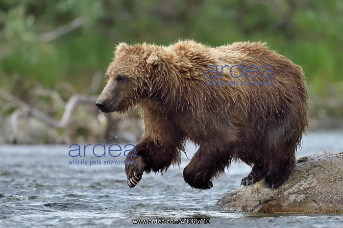 : Grizzly (Ursus arctos horribilis ) fishing, Junction : Grizzly (Ursus arctos horribilis ) fishing, Junction