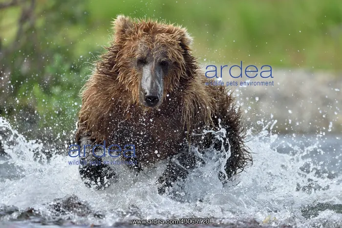 : Grizzly (Ursus arctos horribilis ) fishing, Junction : Grizzly (Ursus arctos horribilis ) fishing, Junction