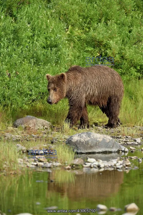 : Grizzly (Ursus arctos horribilis ) fishing, Junction : Grizzly (Ursus arctos horribilis ) fishing, Junction