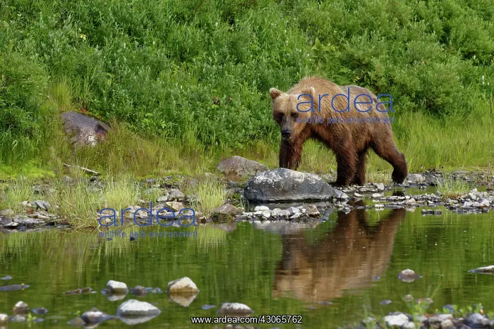  : Grizzly (Ursus arctos horribilis ) fishing, Junction
