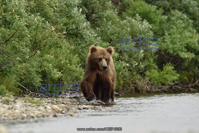 : Grizzly (Ursus arctos horribilis ) fishing, Junction : Grizzly (Ursus arctos horribilis ) fishing, Junction