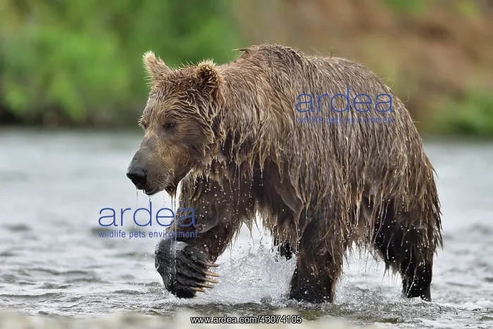 : Grizzly (Ursus arctos horribilis ) fishing, Junction : Grizzly (Ursus arctos horribilis ) fishing, Junction