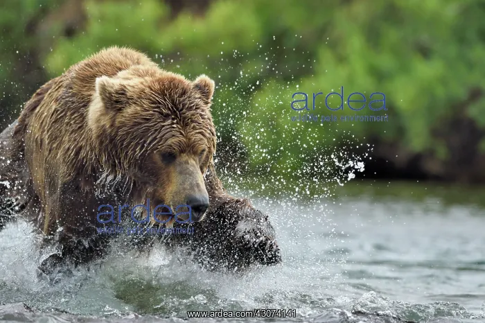 : Grizzly (Ursus arctos horribilis ) fishing, Junction : Grizzly (Ursus arctos horribilis ) fishing, Junction