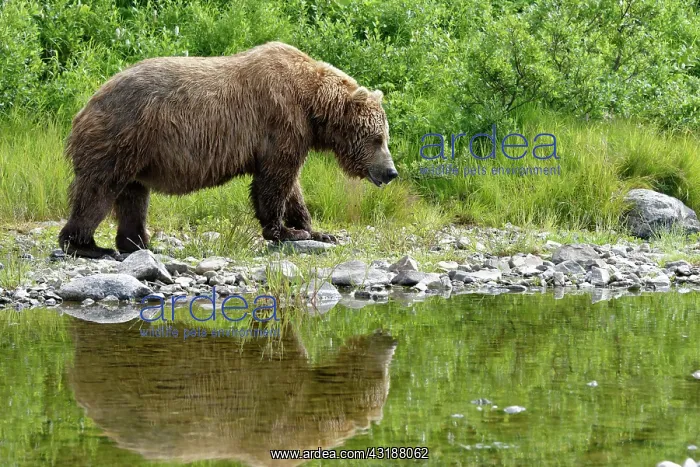 : Grizzly (Ursus arctos horribilis ) fishing, Junction : Grizzly (Ursus arctos horribilis ) fishing, Junction