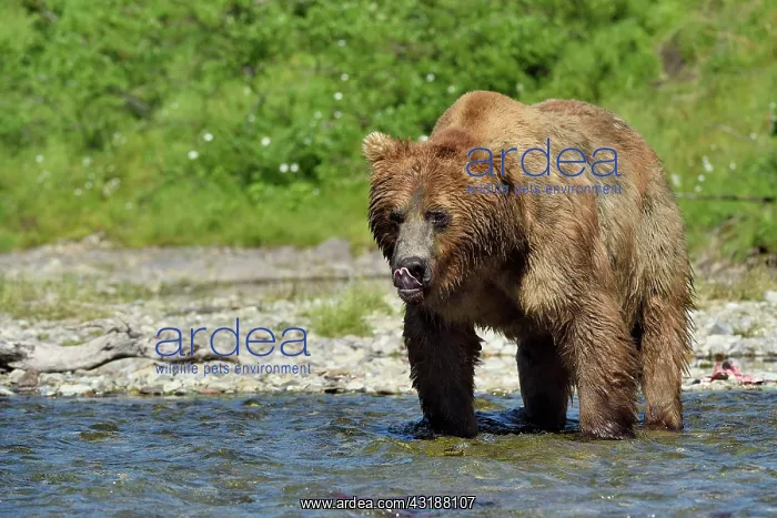 : Grizzly (Ursus arctos horribilis ) fishing, Junction : Grizzly (Ursus arctos horribilis ) fishing, Junction