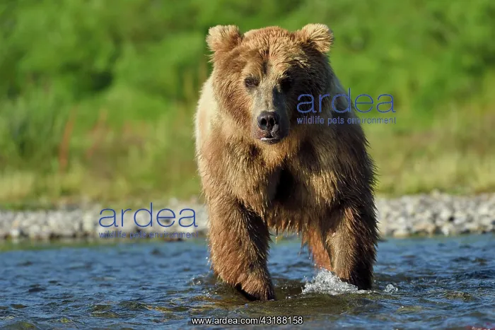 : Grizzly (Ursus arctos horribilis ) fishing, Junction : Grizzly (Ursus arctos horribilis ) fishing, Junction