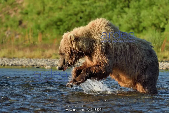 : Grizzly (Ursus arctos horribilis ) fishing, Junction : Grizzly (Ursus arctos horribilis ) fishing, Junction