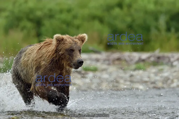 : Grizzly (Ursus arctos horribilis ) fishing, Junction : Grizzly (Ursus arctos horribilis ) fishing, Junction