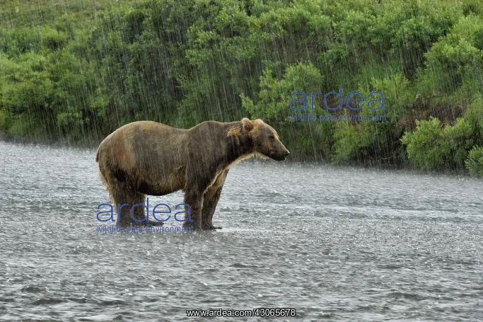 : Grizzly (Ursus arctos horribilis ) fishing in rain : Grizzly (Ursus arctos horribilis ) fishing in rain