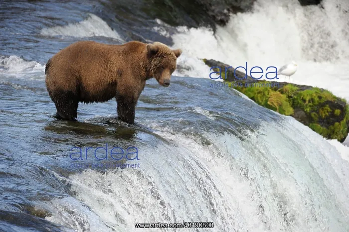  : Grizzly (Ursus arctos horribilis), Katmai National