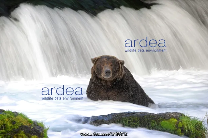 : Grizzly (Ursus arctos horribilis), Katmai National : Grizzly (Ursus arctos horribilis), Katmai National