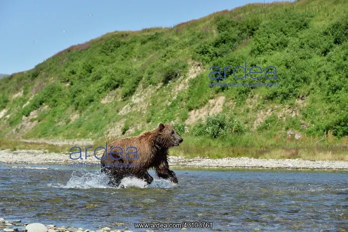 : Grizzly (Ursus arctos horribilis) pursuing a salmon : Grizzly (Ursus arctos horribilis) pursuing a salmon