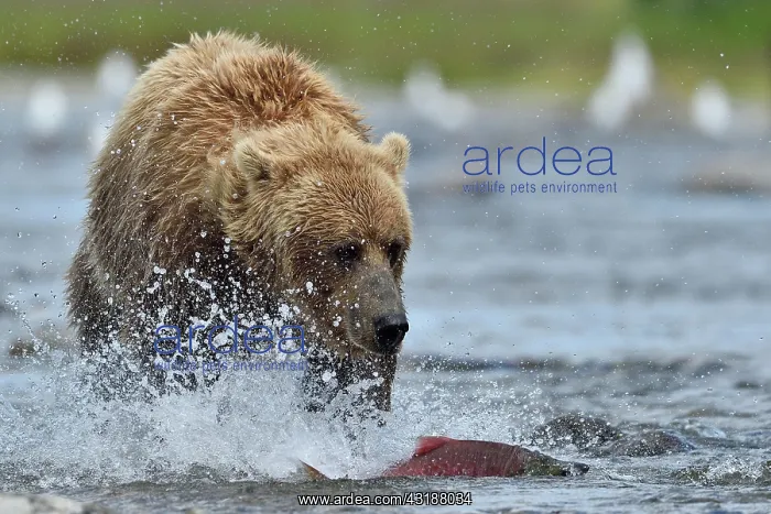 : Grizzly (Ursus arctos horribilis) pursuing a salmon : Grizzly (Ursus arctos horribilis) pursuing a salmon