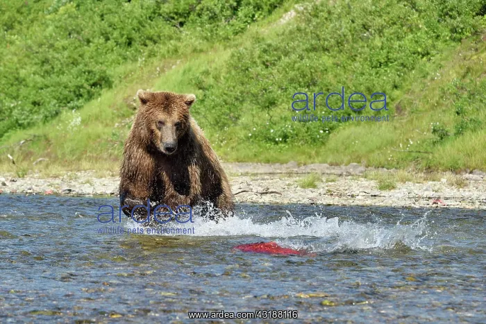 : Grizzly (Ursus arctos horribilis) pursuing a salmon : Grizzly (Ursus arctos horribilis) pursuing a salmon