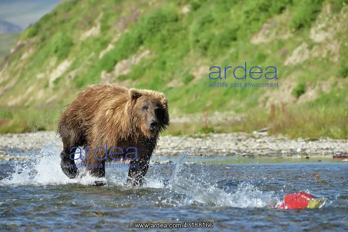: Grizzly (Ursus arctos horribilis) pursuing a salmon : Grizzly (Ursus arctos horribilis) pursuing a salmon