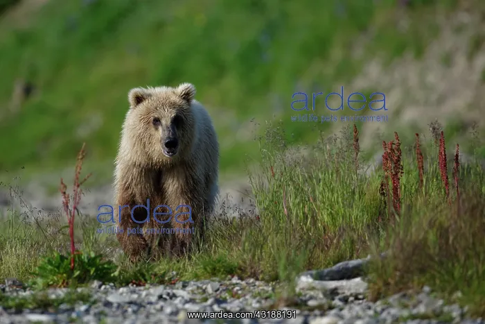 : Grizzly (Ursus arctos horribilis ) walking on bank : Grizzly (Ursus arctos horribilis ) walking on bank
