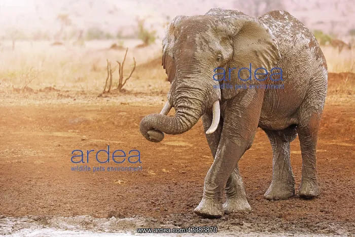 : Gro : Gro