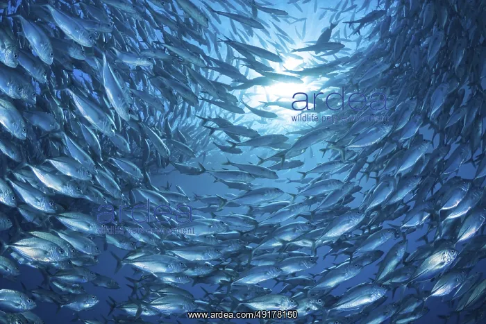 : GroBaugen-Stachelmakrele, Caranx sexfasciatus Bigeye Trevally : GroBaugen-Stachelmakrele, Caranx sexfasciatus Bigeye Trevally