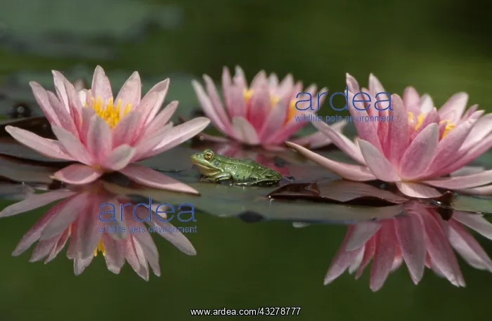  : groene kikker