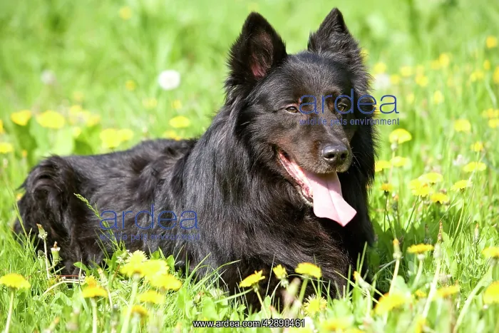  : Groenendael  /  Belgian Shepherd Dog