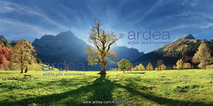 : Groier Ahornboden Panorama with autumnal colourful : Groier Ahornboden Panorama with autumnal colourful