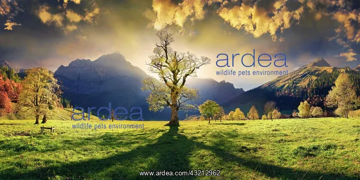 : Groier Ahornboden Panorama with autumnal colourful : Groier Ahornboden Panorama with autumnal colourful