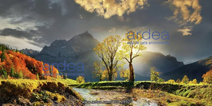 : Groier Ahornboden Panorama with autumnal colourful : Groier Ahornboden Panorama with autumnal colourful