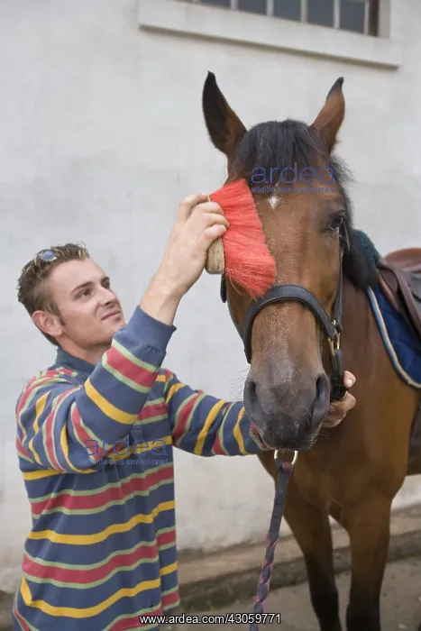 : Groom brushing the head of a Horse in riding school : Groom brushing the head of a Horse in riding school