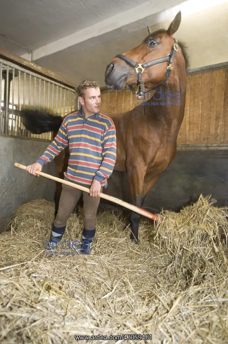 : Groom is puting a straw bottom in horsebox of Selle Francais : Groom is puting a straw bottom in horsebox of Selle Francais