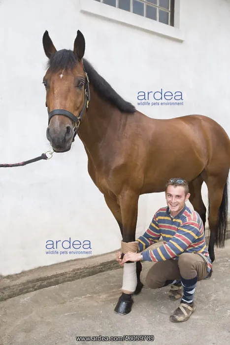 : Groom treating and preparing a Saddle horse France