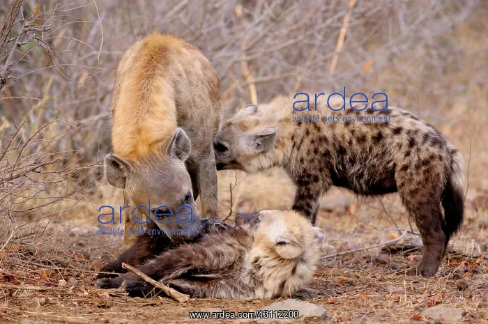 : Grooming and feeding in the morning : Grooming and feeding in the morning
