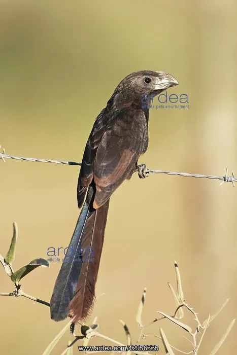: Groove-billed Ani : Groove-billed Ani