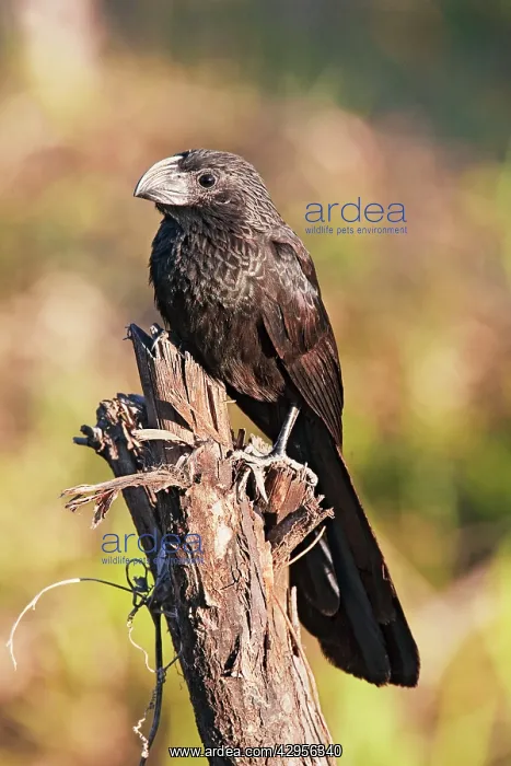 : Groove-billed Ani : Groove-billed Ani