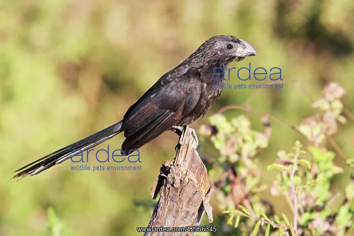 : Groove-billed Ani : Groove-billed Ani