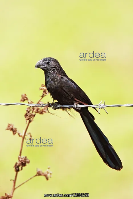 : Groove-billed Ani : Groove-billed Ani