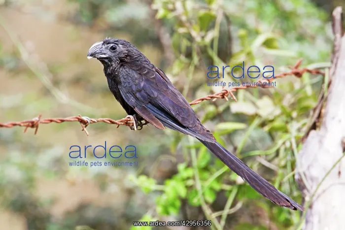 : Groove-billed Ani : Groove-billed Ani