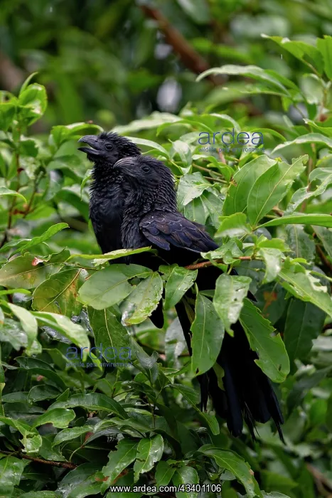  : Groove-billed ani perched in roadside pasture