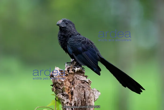 : Groove-billed ani perched in roadside pasture : Groove-billed ani perched in roadside pasture