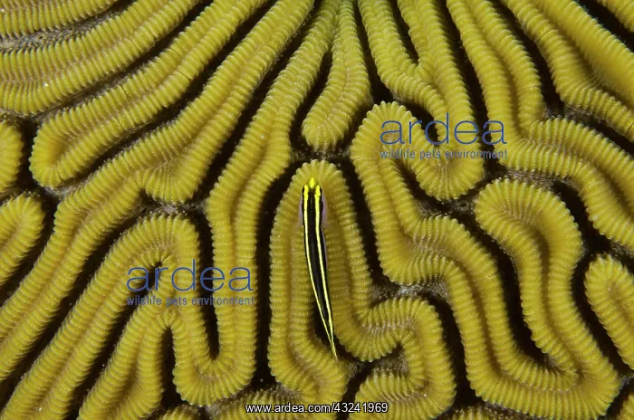: Grooved Brain Coral (Diploria labyrinthiformis) : Grooved Brain Coral (Diploria labyrinthiformis)