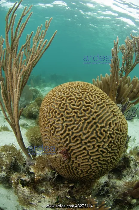 : Grooved Brain Coral (Diploria labyrinthiformis) : Grooved Brain Coral (Diploria labyrinthiformis)