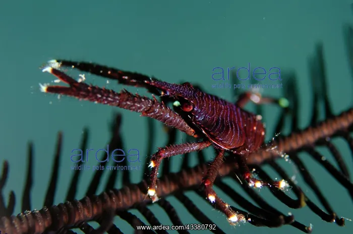 : Grooved Squat Lobster - with raised pincers on : Grooved Squat Lobster - with raised pincers on
