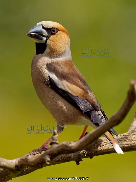 : grosbeak : grosbeak