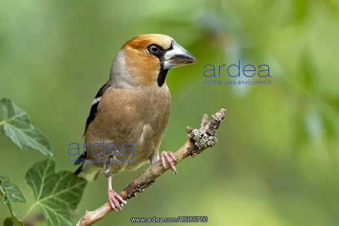 : grosbeak : grosbeak