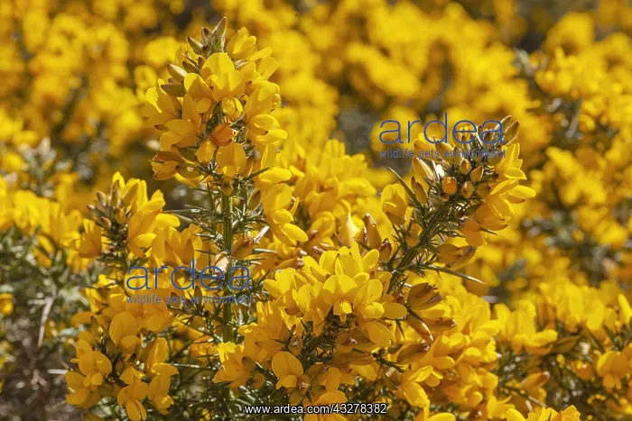 : Grose - brightly yellow blooming gorse in spring : Grose - brightly yellow blooming gorse in spring