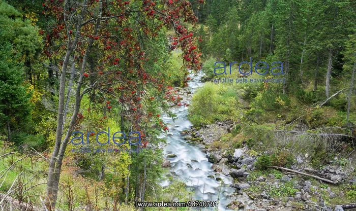 : Grosse Ahornboden in the Eng valley in Karwendel : Grosse Ahornboden in the Eng valley in Karwendel