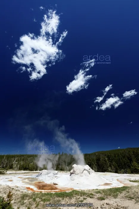 : Grotto Geyser Upper Geyser Basin, Yellowstone National : Grotto Geyser Upper Geyser Basin, Yellowstone National