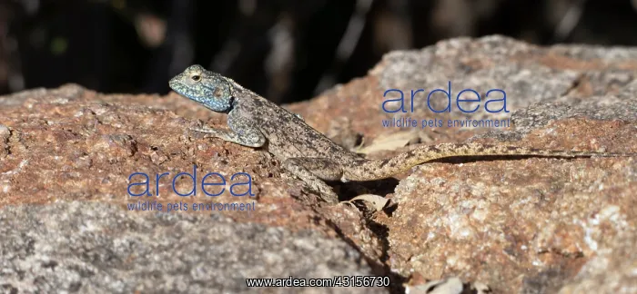 : Ground Agama : Ground Agama