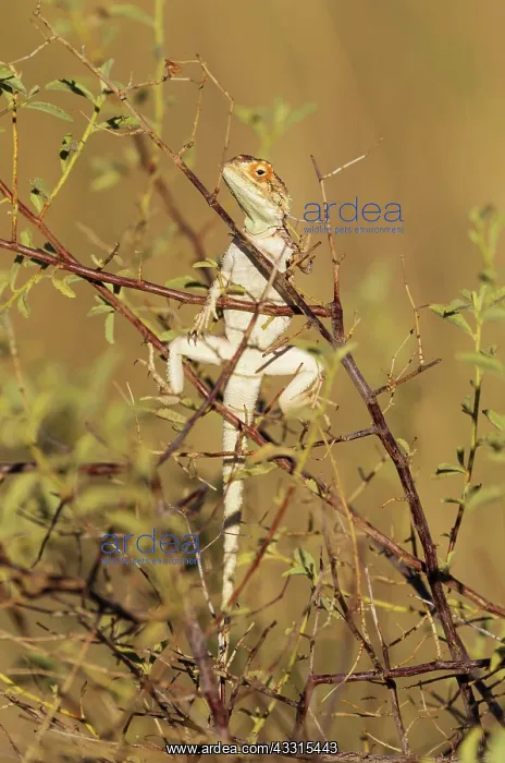 : Ground Agama. Basking. Kalahari Desert, Kgalagadi : Ground Agama. Basking. Kalahari Desert, Kgalagadi