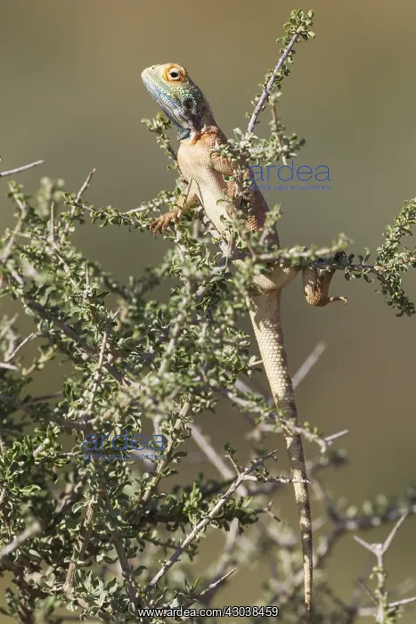 : Ground Agama - breeding males develop the blue throat : Ground Agama - breeding males develop the blue throat