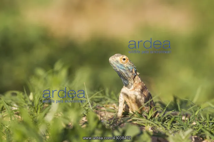 : Ground Agama - breeding males develop the blue throat : Ground Agama - breeding males develop the blue throat
